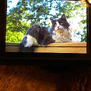 Ollie joined the competition — help win amazing prizes! cat, gray_cat, white_cat, fluffy_cat, outdoor, daylight, wooden_railing, nature, greenery, animal, pet, relaxing, feline, portrait, closeup, calm, sunlight, blurred_background, camera_screen, resting