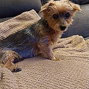 Fidzie participe au concours pour gagner de l'argent avec cette photo : animal, blanket, couch, cozy, curious, dog, ears, fur, grey_couch, grey_fur, home, indoor, looking_at_camera, pet, scruffy, shy, sitting, small_dog, tan_fur, textured_blanket