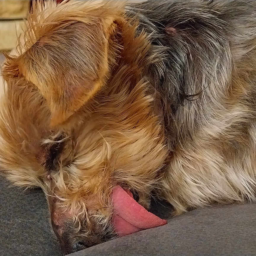 Fidzie a rejoint le concours — aidez-le/la à gagner de superbes lots ! animal, brown, canine, close_up, cozy, cute, dog, ears, face, fur, furry, indoor, laying_down, pet, relaxed, resting, sleeping, snout, texture, tongue