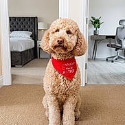 Nala joined the competition — help win amazing prizes! dog, curly_fur, bandana, red_bandana, carpet, bedroom, bed, pillow, lamp, doorway, office_chair, desk, plant, indoor, pet, sitting, cute, fur, animal, home