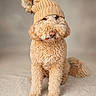 Nala is registered to the contest to win money with this photo: dog, curly_fur, beige_hat, pom_pom, knit_hat, pet, portrait, studio, neutral_background, sitting, cute, fluffy, canine, winter_clothing, domestic_animal, fur, indoors, fashion, animal, cozy