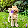 Nala joined the competition — help win amazing prizes! dog, flower, grass, garden, greenery, outdoor, pet, curly_fur, nature, purple_flower, path, summer, playful, canine, leaf, tree, shrub, animal, park, cute