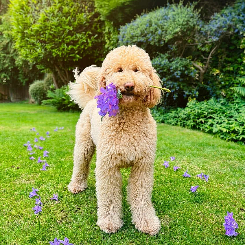 Nala joined the competition — help win amazing prizes! dog, flower, grass, garden, greenery, outdoor, pet, curly_fur, nature, purple_flower, path, summer, playful, canine, leaf, tree, shrub, animal, park, cute