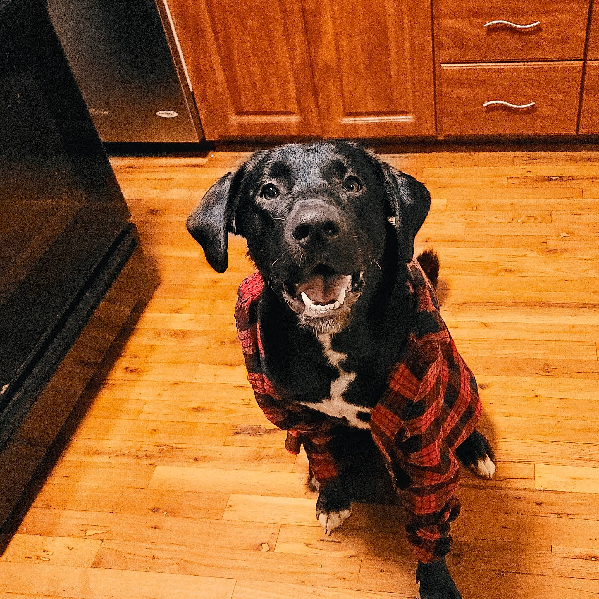 Rowan joined the competition — help win amazing prizes! black, cabinetry, carnivore, companion_dog, cupboard, dog, dog_breed, dog_collar, dog_supply, drawer, fawn, floor, flooring, hardwood, laminate_flooring, pet_supply, varnish, wood, wood_stain, working_animal