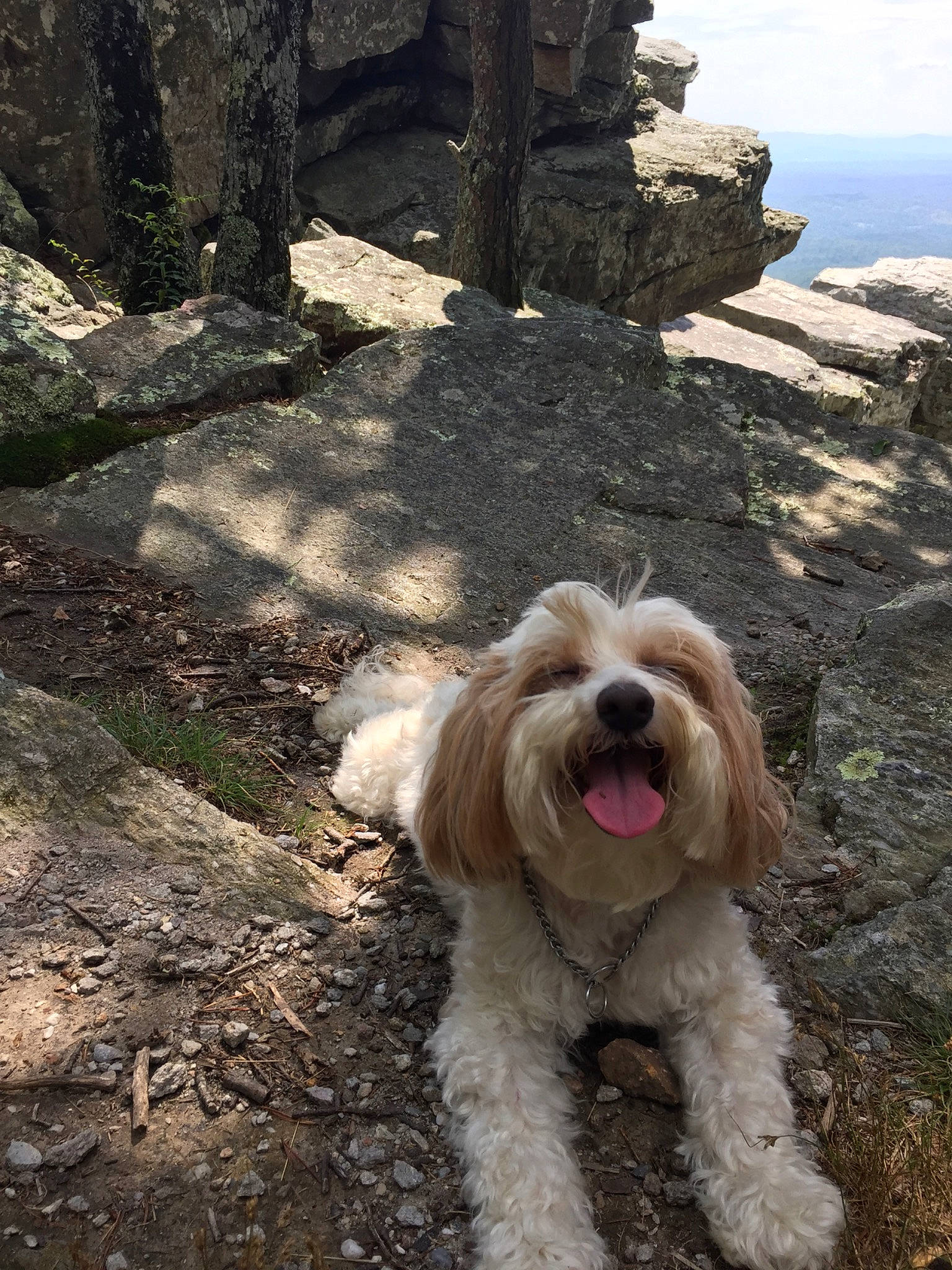 Charlie joined the competition — help win amazing prizes! adventure, briquet_griffon_vendeen, canidae, carnivore, cockapoo, dog, dog_breed, goldendoodle, irish_soft_coated_wheaten_terrier, labradoodle, mammal, non_sporting_group, petit_basset_griffon_vendeen, poodle_crossbreed, rare_breed_dog, sapsali, sporting_group, terrier, tibetan_terrier, vertebrate