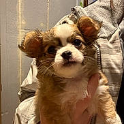 Arlo joined the competition — help win amazing prizes! adorable, big_eyes, brown_and_white, chihuahua, close_up, curious_expression, dog, doorway, ears, fur, hand_holding, indoor, jacket, nose, pet, portrait, puppy, small_dog, wall, whiskers