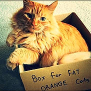 Prince joined the competition — help win amazing prizes! box, cardboard_box, carpet, cat, cozy, curious, cute, feline, fluffy, green_eyes, handwritten_text, indoor, long_hair, orange_cat, paws, pet, portrait, resting, sitting, whiskers