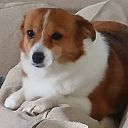 Peaches joined the competition — help win amazing prizes! dog, brown, white, fluffy, couch, indoor, pet, animal, relaxed, fur, canine, laying, closeup, comfortable, domestic, companionship, friendly, mammal, cute, resting