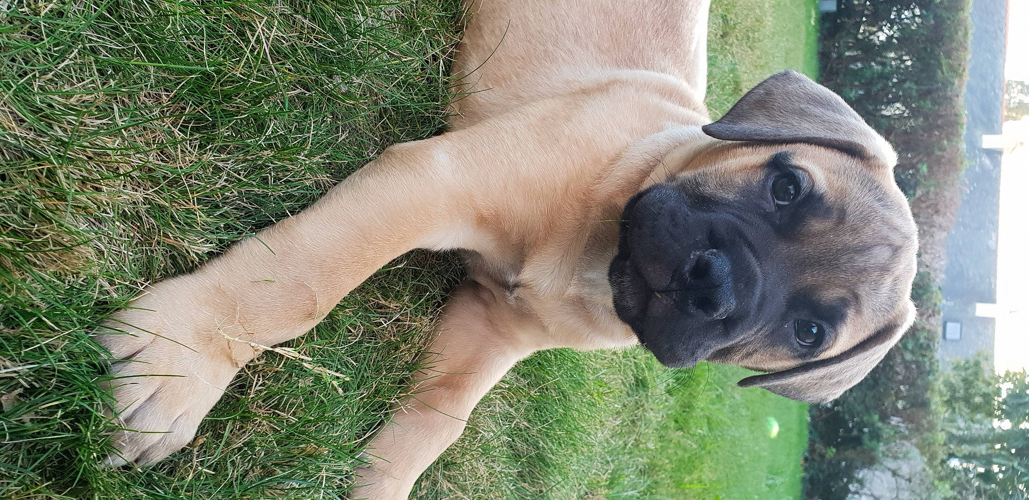 Ohm a rejoint le concours — aidez-le/la à gagner de superbes lots ! carnivore, collar, companion_dog, dog, dog_breed, dog_collar, eye, fawn, gesture, glasses, grass, human_leg, people_in_nature, plant, snout, sporting_group, sunglasses, tree, working_animal, wrinkle