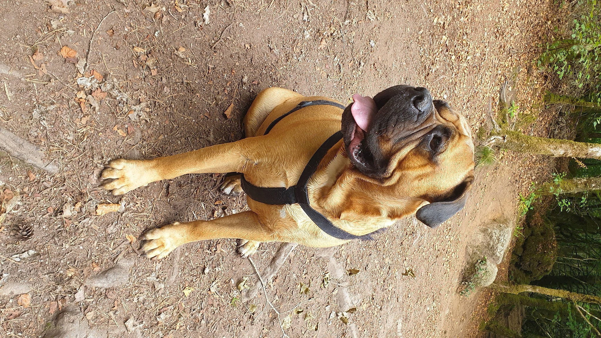 Ohm a rejoint le concours — aidez-le/la à gagner de superbes lots ! _geese_and_swans, canidae, carnivore, companion_dog, dog, dog_breed, ducks, fawn, foot, grass, human_leg, paw, shadow, snout, soil, sporting_group, tail, terrestrial_animal, thigh, wildlife