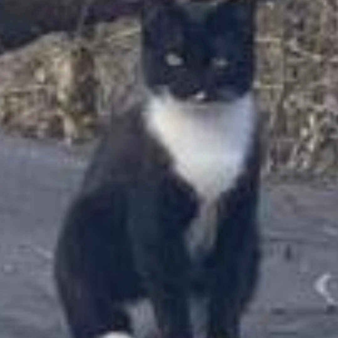 Butler is registered to the contest to win money with this photo: alone, animal, black_and_white, cat, curious, daylight, ears, feline, fur, gray, legs, nature, outdoor, pavement, pet, quiet, sitting, tail, whiskers, white_paws