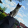 cat, calico_cat, outdoor, sky, clouds, post, lamp_post, house, roof, garden, plants, fence, daylight, greenery, curious, animal, pet, suburban, nature, portrait
