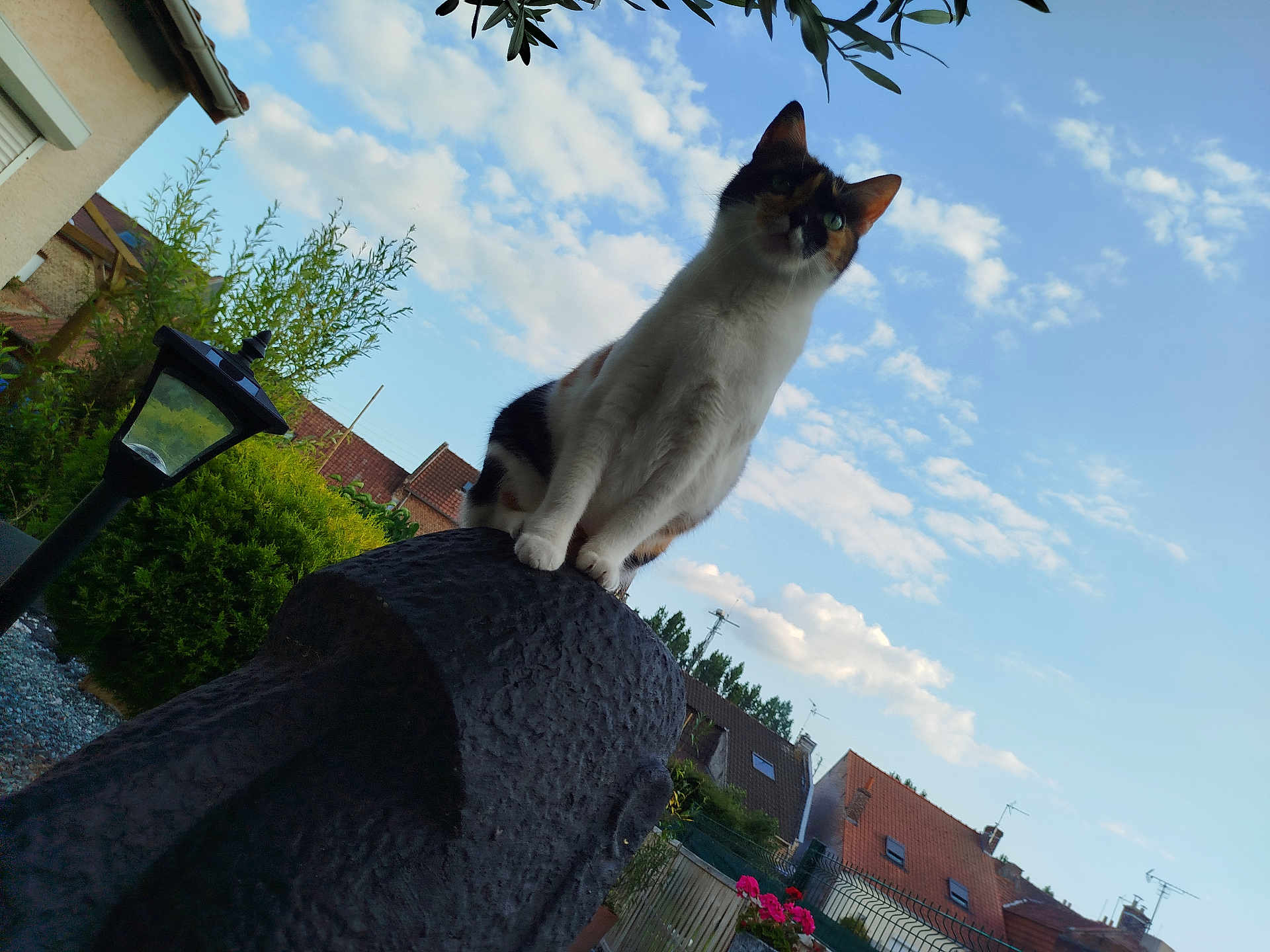 Didier Masclef Eros a rejoint le concours — aidez-le/la à gagner de superbes lots ! cat, calico_cat, outdoor, sky, clouds, post, lamp_post, house, roof, garden, plants, fence, daylight, greenery, curious, animal, pet, suburban, nature, portrait