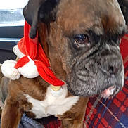 Eros participe au concours pour gagner de l'argent avec cette photo : dog, boxer, pet, animal, santa_hat, christmas, holiday, car, vehicle, seated, close_up, portrait, brindle, short_hair, wrinkled_face, droopy_ears, tongue, collar, festive, indoors