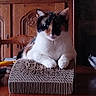 cat, calico_cat, pet, animal, feline, sitting, scratcher, cardboard, wooden_furniture, indoors, home, portrait, closeup, whiskers, ears, white_fur, black_fur, orange_fur, serious_expression, table