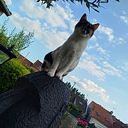 Didier participe au concours pour gagner de l'argent avec cette photo : cat, calico_cat, animal, pet, feline, sitting, standing, looking_at_camera, outdoor, garden, sky, clouds, rooftops, houses, greenery, flowers, garden_ornament, low_angle, portrait, nature