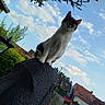 cat, calico_cat, animal, pet, feline, sitting, standing, looking_at_camera, outdoor, garden, sky, clouds, rooftops, houses, greenery, flowers, garden_ornament, low_angle, portrait, nature