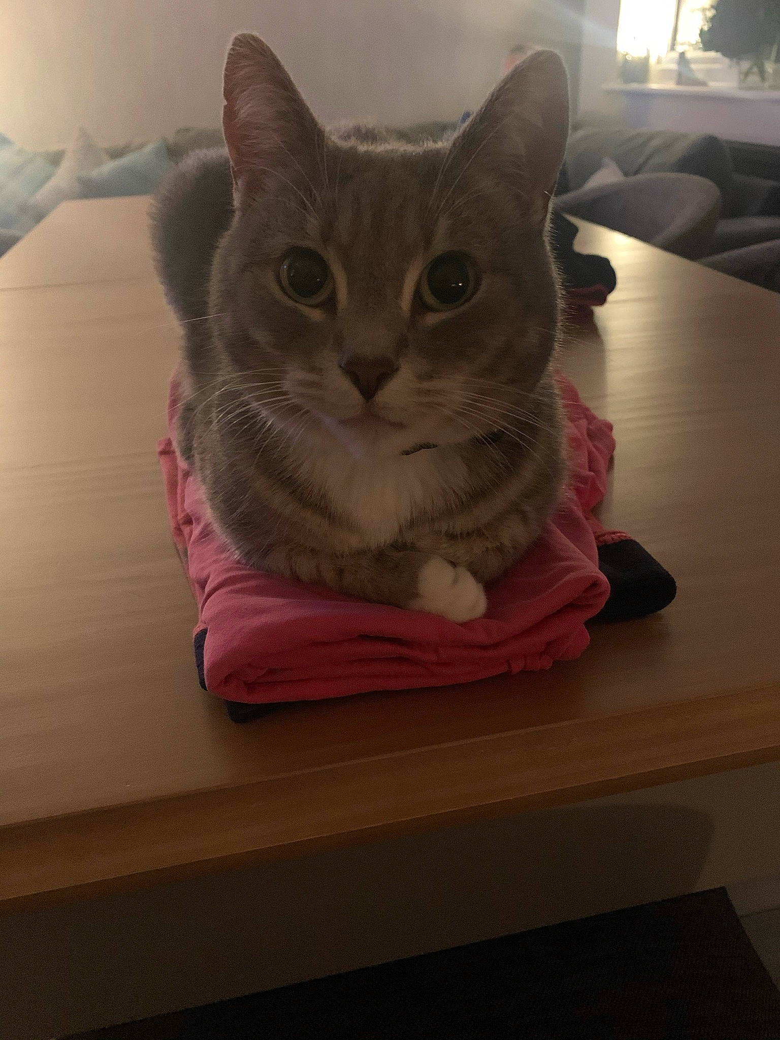 Misty is registered to the contest to win money with this photo: carnivore, cat, cat_supply, comfort, domestic_short_haired_cat, felidae, flooring, fur, grey, hardwood, paw, room, small_to_medium_sized_cats, snout, table, tail, whiskers, window, wood, wood_flooring