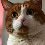 Eros participe au concours pour gagner de l'argent avec cette photo : cat, orange_cat, white_cat, close_up, pet, animal, whiskers, fur, face, cute, domestic_cat, indoor, looking, curious, portrait, mammal, feline, eyes, nose
