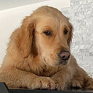 Shana a rejoint le concours — aidez-le/la à gagner de superbes lots ! dog, golden_retriever, pet, animal, indoor, resting, fur, canine, mammal, face, paw, cute, looking_away, wall, stone_wall, contemplative, calm, cozy, closeup, portrait