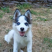 Biwenn participe au concours pour gagner de l'argent avec cette photo : animal, ball, black_and_white, blue_eyes, dog, dry_grass, fluffy, grass, happy, husky, open_mouth, outdoor, pet, portrait, puppy, sitting, smiling, stone_wall, toy, yard