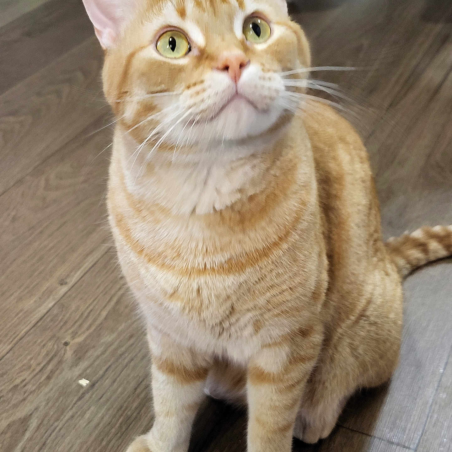 Charlie is registered to the contest to win money with this photo: abyssinian, animal, cat, hardwood, kitten, manx, pet, plywood, wood