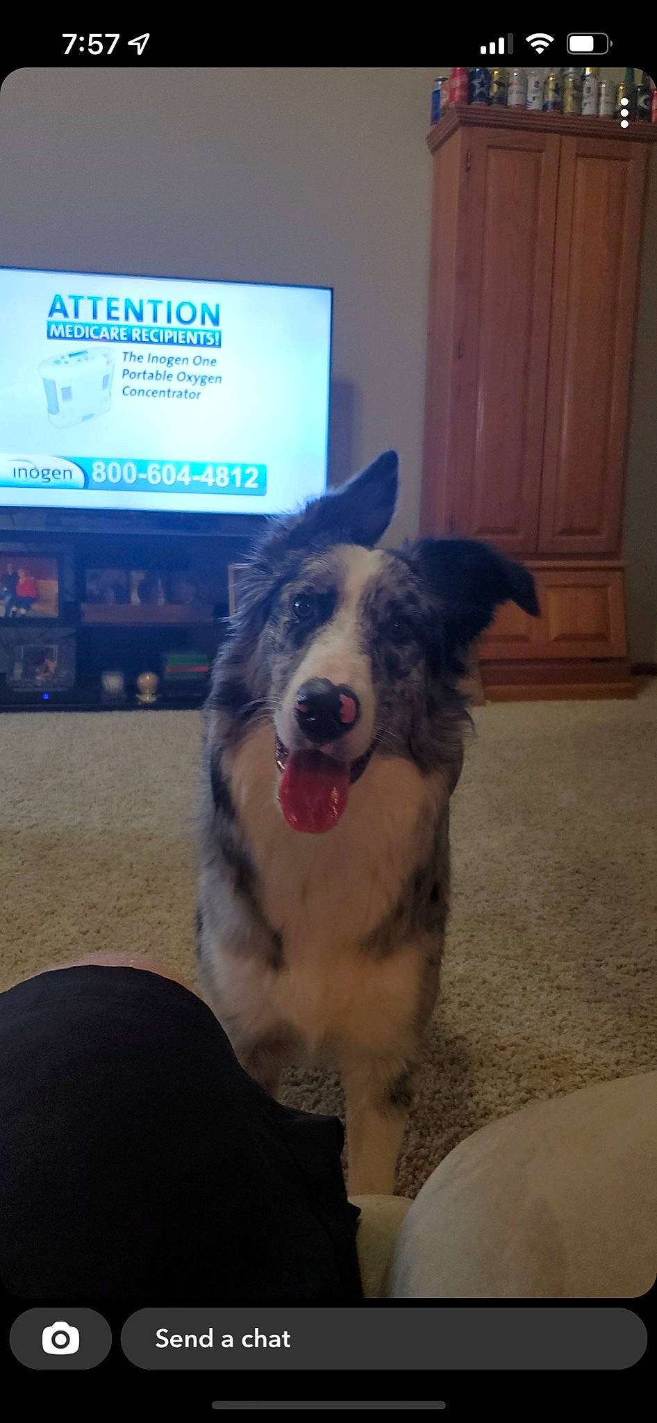 Maggie Moo joined the competition — help win amazing prizes! canidae, carnivore, companion_dog, dog, dog_breed, door, fang, flooring, foot, fur, herding_dog, jaw, paw, snout, sporting_group, working_animal, working_dog