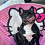 animal, black_and_white, chair, concrete, cute, dog, ears, face, french_bulldog, happy, hello_kitty, outdoor, paw, pet, pet_bed, pink, polka_dots, sitting, smiling, tongue_out