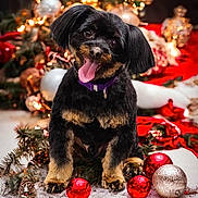 Jax is registered to the contest to win money with this photo: baubles, black_dog, blurred_background, celebration, christmas_decorations, christmas_tree, cute, dog, festive, holiday, indoors, lights, pet, puppy, purple_collar, red_baubles, silver_bauble, snow_like_surface, tan_markings, tongue_out
