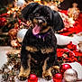 baubles, black_dog, blurred_background, celebration, christmas_decorations, christmas_tree, cute, dog, festive, holiday, indoors, lights, pet, puppy, purple_collar, red_baubles, silver_bauble, snow_like_surface, tan_markings, tongue_out