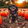 Jax joined the competition — help win amazing prizes! animal, autumn, black, brown, collar, cute, dog, fall, field, ground, happy, leaf, nature, outdoor, portrait, pumpkin, pumpkin_patch, small_dog, smiling, sunset