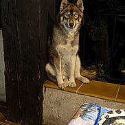 Alaska participe au concours pour gagner de l'argent avec cette photo : alert, animal, bowls, brown_fur, dark_background, dog, fence, fur, ledge, looking_at_camera, night, outdoor, pet, pointy_ears, portrait, sitting, table, tile, white_fur, wood