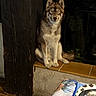 alert, animal, bowls, brown_fur, dark_background, dog, fence, fur, ledge, looking_at_camera, night, outdoor, pet, pointy_ears, portrait, sitting, table, tile, white_fur, wood