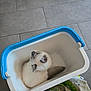 Aïko participe au concours pour gagner de l'argent avec cette photo : cat, basket, white_cat, animal, pet, indoor, tile_floor, toy, plastic_basket, blue_rim, curled_up, fluffy, looking_up, household, fabric, colorful_cloth, floor, cozy, domestic, cute