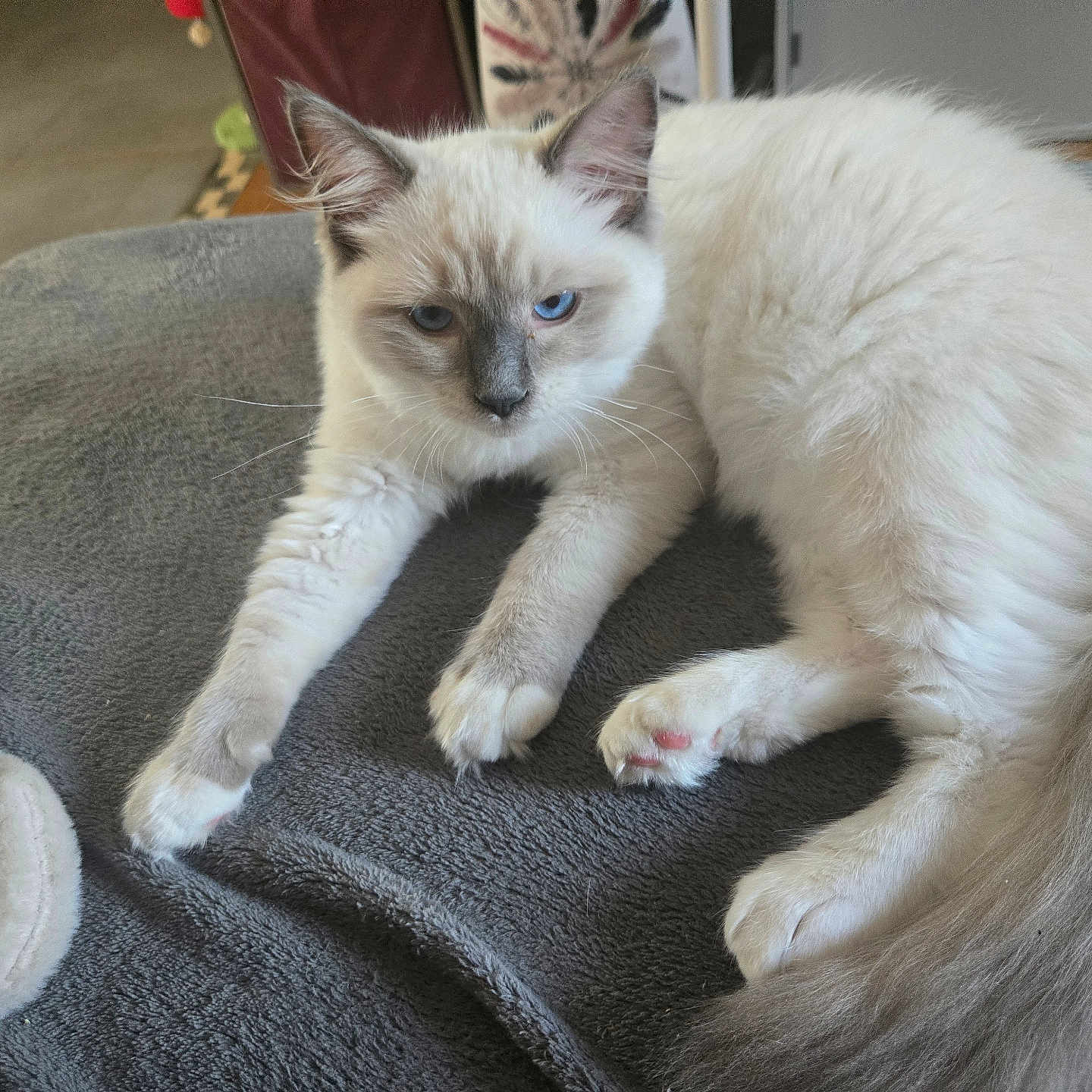 Aïko a rejoint le concours — aidez-le/la à gagner de superbes lots ! animal, blanket, blue_eyes, cat, closeup, cute, feline, fluffy, gray_fur, indoor, kitten, paws, pet, relaxed, resting, soft_texture, tail, whiskers, white_fur, young_cat