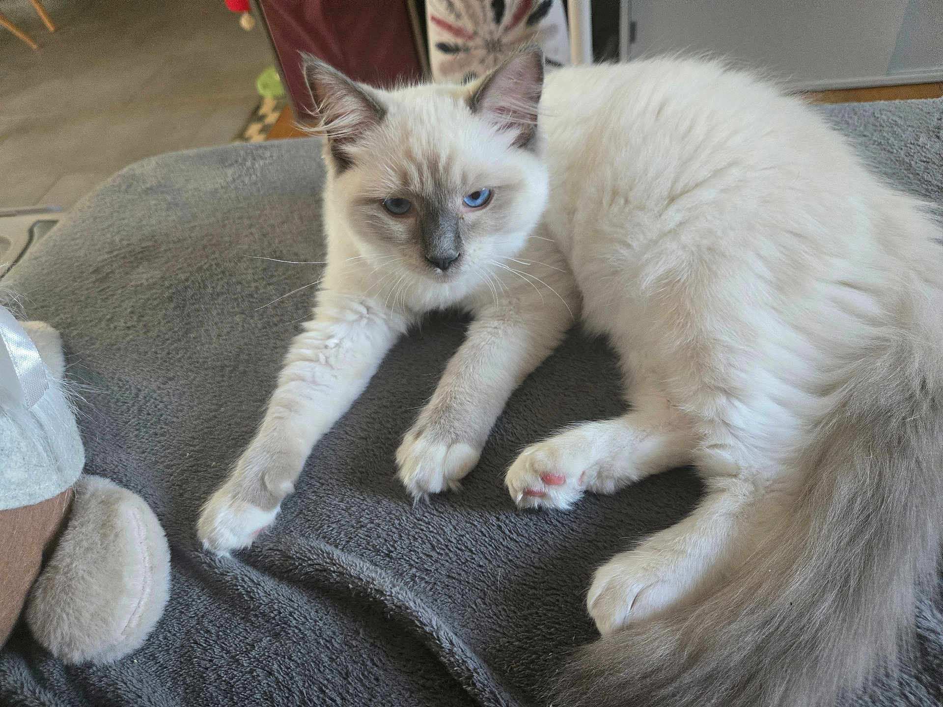 Aïko a rejoint le concours — aidez-le/la à gagner de superbes lots ! cat, kitten, blue_eyes, fluffy, white_fur, gray_fur, pet, indoor, blanket, soft_texture, relaxed, animal, cute, whiskers, paws, tail, resting, young_cat, feline, closeup