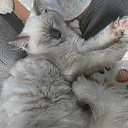 Aïko participe au concours pour gagner de l'argent avec cette photo : cat, sleeping, fluffy, paw, pink_pads, blanket, cushion, cozy, resting, feline, pet, indoor, fur, cute, relaxed, animal, whiskers, soft, comfort, closeup