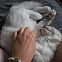Aïko a rejoint le concours — aidez-le/la à gagner de superbes lots ! cat, white_cat, fluffy, pet, animal, hand, bracelet, jewelry, owl_charm, paw, fur, relaxed, bed, blanket, resting, cozy, cute, domestic_animal, indoor, touch