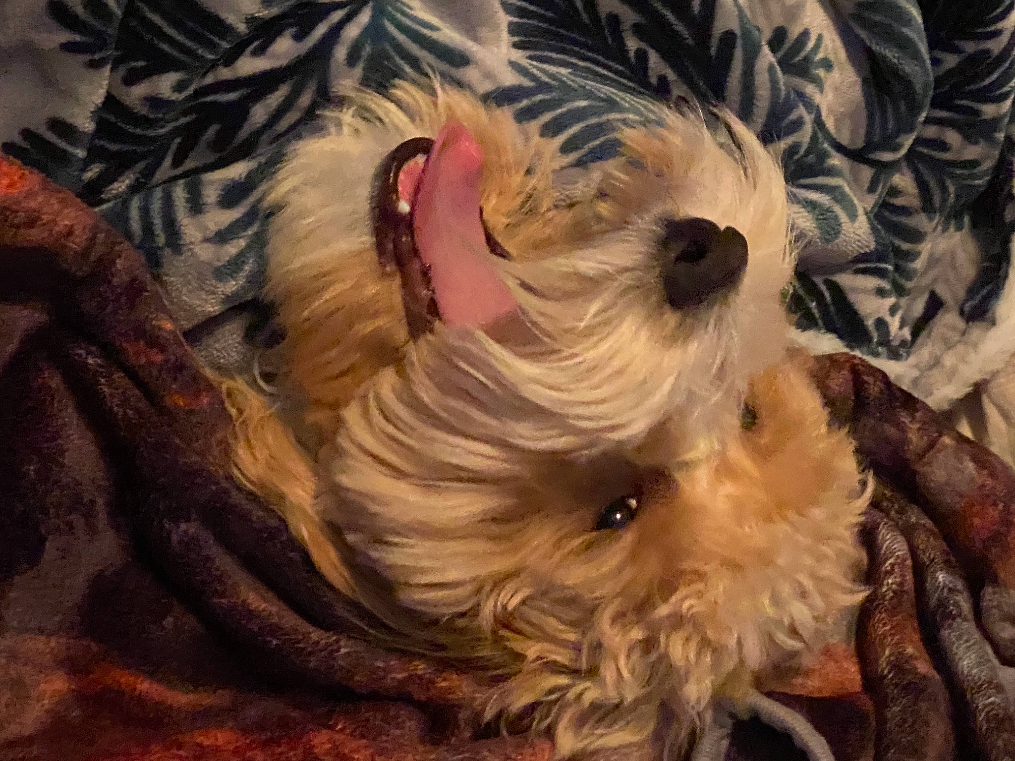 Murphy joined the competition — help win amazing prizes! art, canidae, carnivore, companion_dog, dog, dog_breed, fawn, fur, liver, puppy_love, small_terrier, snout, sporting_group, terrier, toy, toy_dog, visual_arts, whiskers, working_animal, yorkipoo