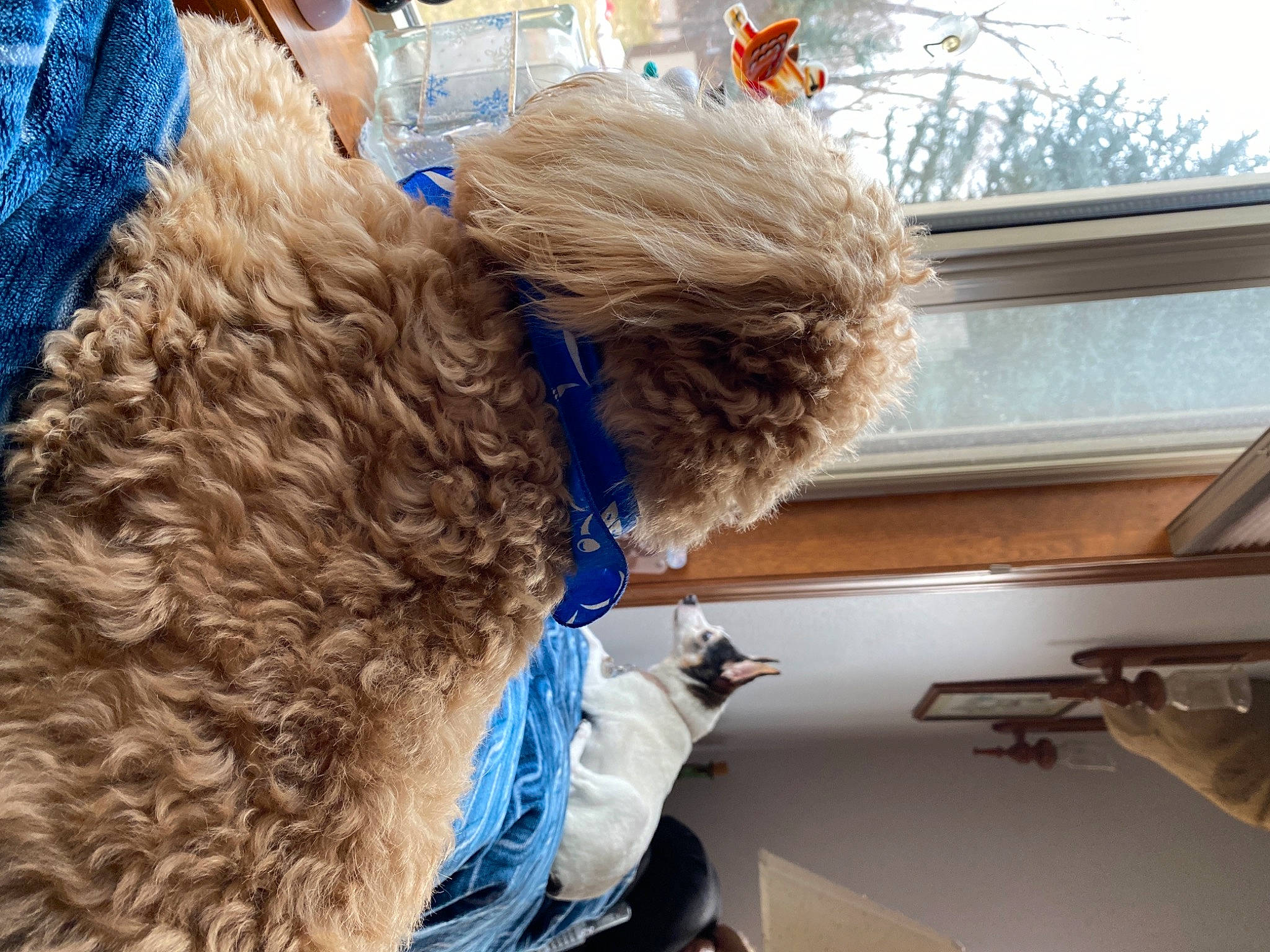 Murphy joined the competition — help win amazing prizes! blue, canidae, companion_dog, dog_breed, electric_blue, fur, fur_clothing, hair_coloring, hat, labradoodle, snout, sporting_group, teddy_bear, terrier, toy, vehicle_door, windshield