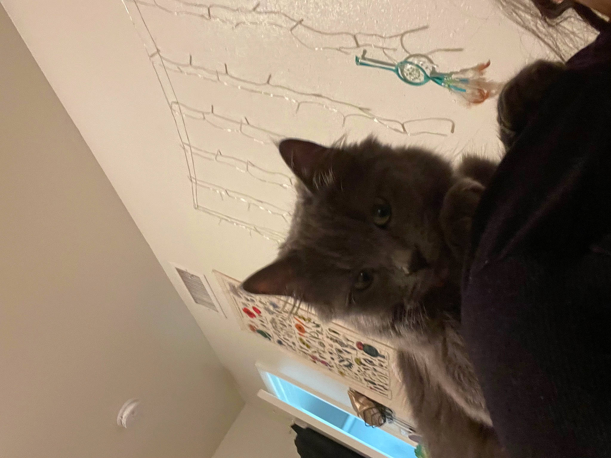 Lala joined the competition — help win amazing prizes! black_cat, box, cardboard, carnivore, carton, cat, domestic_short_haired_cat, felidae, fur, paper, paper_product, room, small_to_medium_sized_cats, tail, whiskers