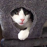 Socrate participe au concours pour gagner de l'argent avec cette photo : animal, black_and_white, cat, cat_condo, circular_opening, cozy, curious, cute, face, feline, fur, green_eyes, home, indoor, nose, paw, pet, plush, resting, whiskers