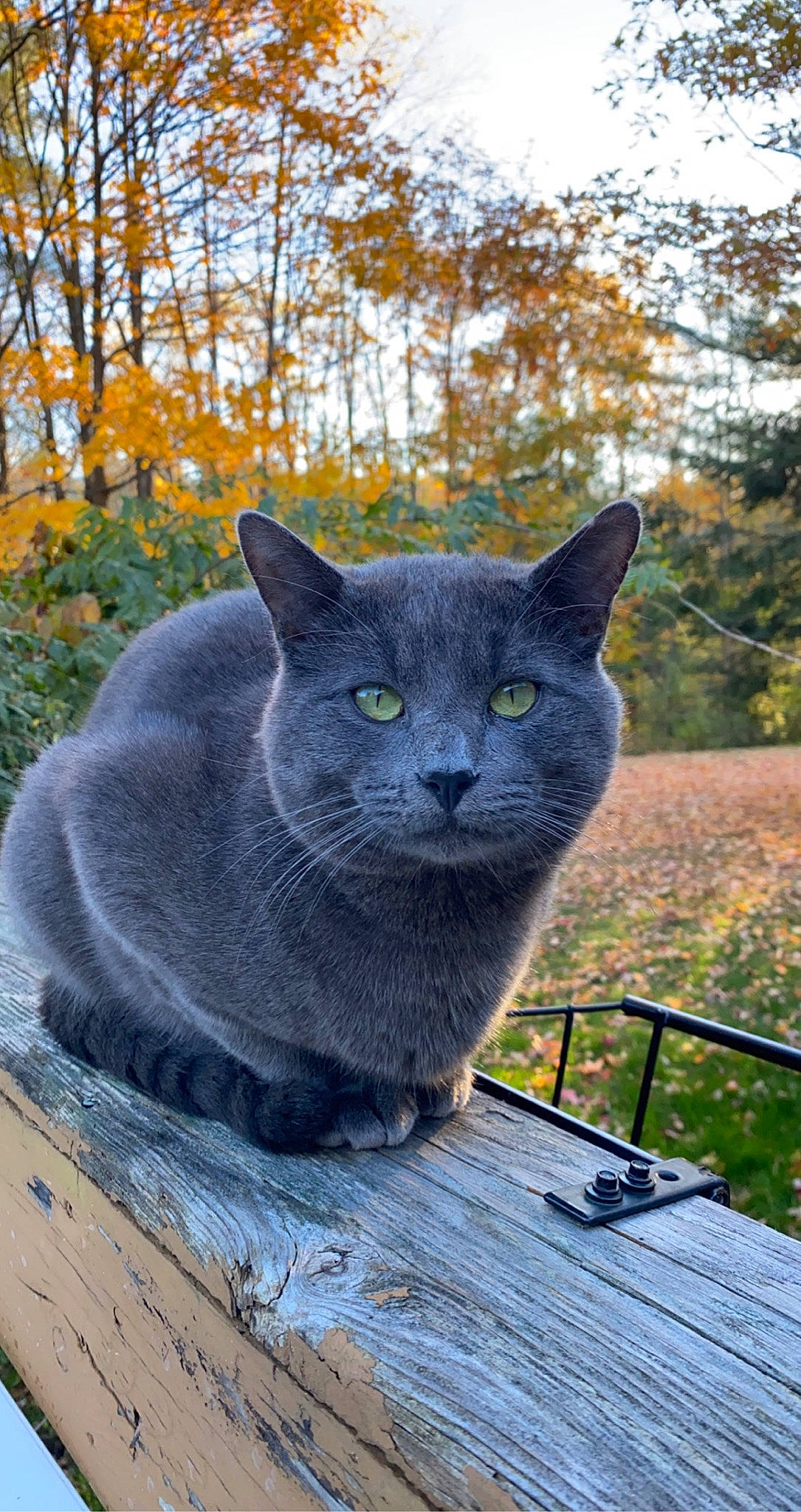 Cyrus is registered to the contest to win money with this photo: art, carnivore, cat, domestic_short_haired_cat, electric_blue, felidae, grass, grey, groundcover, outdoor_furniture, plant, russian_blue, sitting, sky, small_to_medium_sized_cats, snout, terrestrial_animal, tree, whiskers, wood