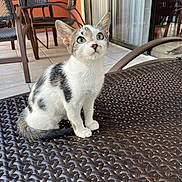 Solana joined the competition — help win amazing prizes! cat, chairs, curious, domestic_animal, ears, floor_tiles, fur, green_eyes, kitten, orange_wall, outdoor, patio, pet, sitting, table, tail, whiskers, window, woven_table, young_cat