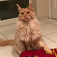 Ollivander participe au concours pour gagner de l'argent avec cette photo : cat, fluffy, indoor, tiled_floor, gryffindor, red_bag, pet, cute, feline, playful, fur, paw, ears, whiskers, domestic_animal, home, portrait, orange_cat, long_hair, sitting