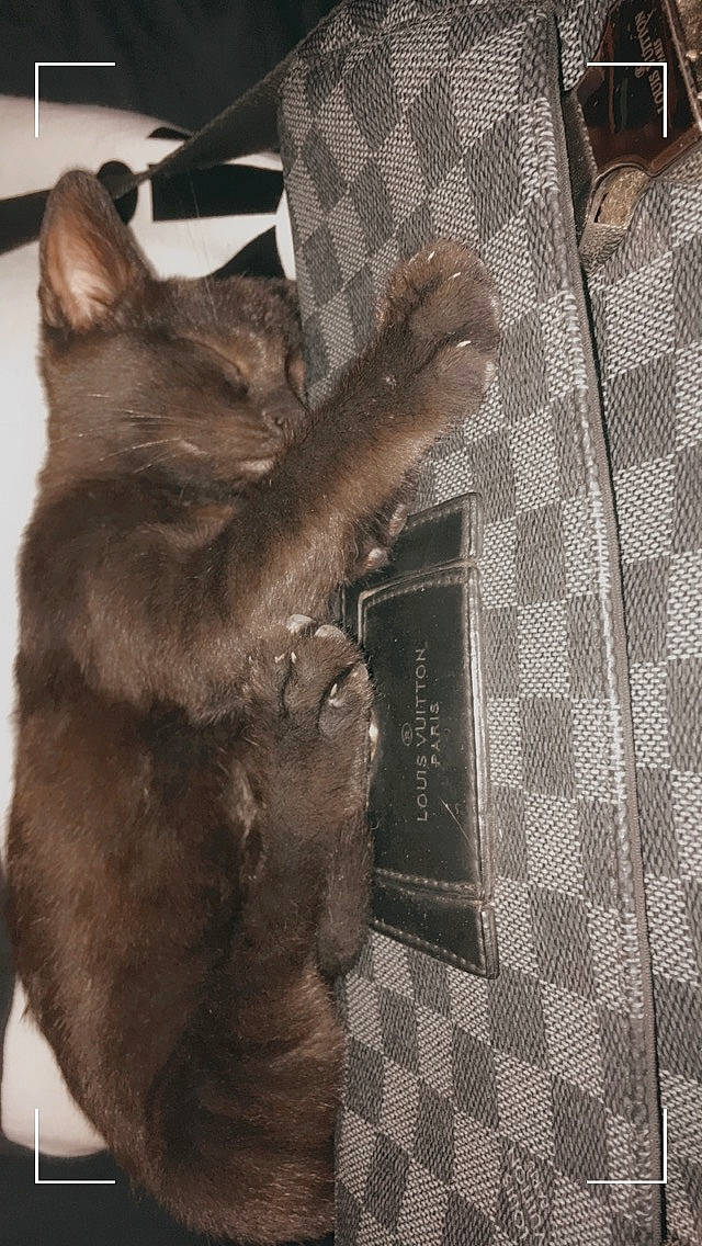 Panthèra a rejoint le concours — aidez-le/la à gagner de superbes lots ! black_cat, british_shorthair, burmese, carnivore, cat, chartreux, domestic_short_haired_cat, fawn, felidae, fur, korat, russian_blue, small_to_medium_sized_cats, snout, tail, whiskers