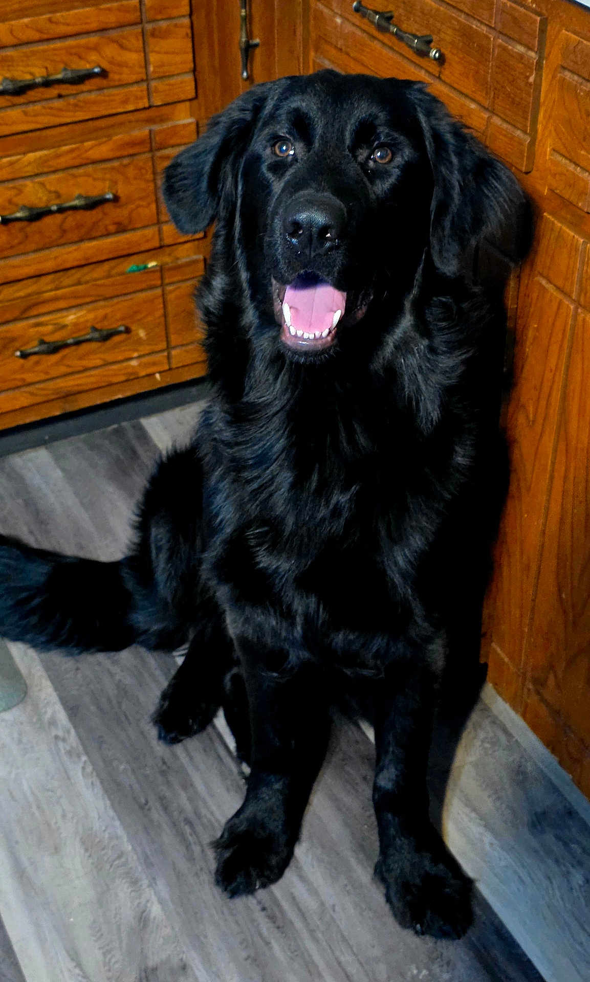 Onyx is registered to the contest to win money with this photo: dog, black_dog, canine, pet, indoor, floor, wooden_floor, kitchen, cabinet, happy, sitting, fur, animal, mouth_open, panting, ears, tail, companion, domestic_animal, friendly