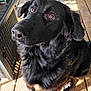 Onyx is registered to the contest to win money with this photo: dog, black_dog, pet, animal, outdoor, wooden_deck, sunlight, fur, canine, sitting, ears, eyes, snout, portrait, daylight, home, furniture, shadow, looking_up, curious
