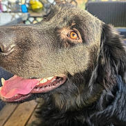 Onyx joined the competition — help win amazing prizes! dog, black_dog, close_up, tongue_out, happy, pet, animal, fur, outdoor, sunlight, amber_eyes, wicker_furniture, patio, wooden_floor, canine, smiling, domestic_animal, companion, cute, friendly