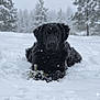 animal, animal_portrait, black_dog, canine, cold, dog, forest, fur, laying_down, nature, outdoor, pet, pine_branch, playful, quiet, scenic, snow, snowflakes, winter, winter_landscape